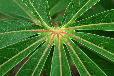 Green Star by Rida International