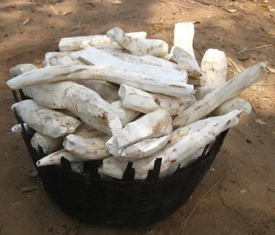Sandalwood Logs
