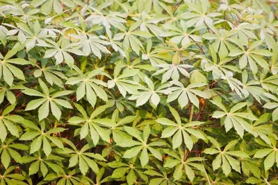 cassava(garri) by Fojec agro products