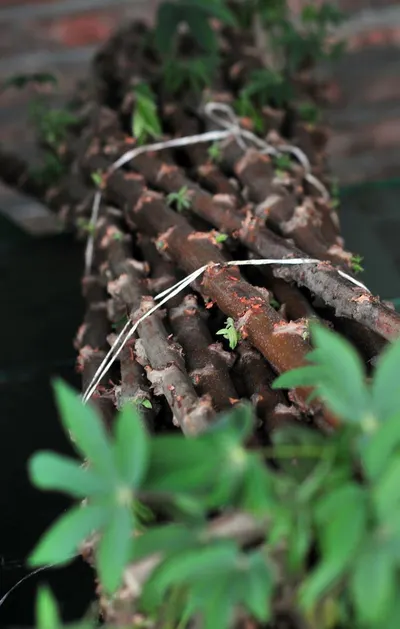 Cassava Extraction