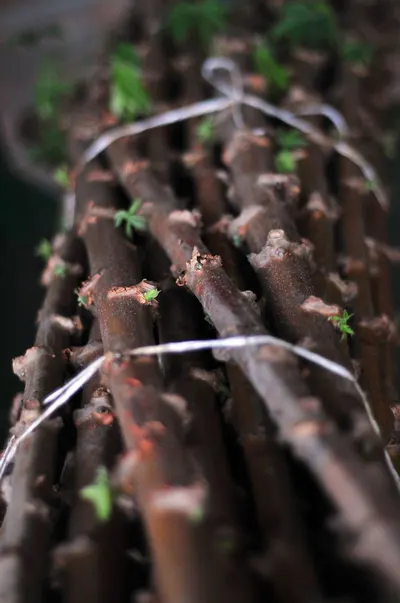 Alkanet roots