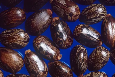 Fine Cocoa Mass