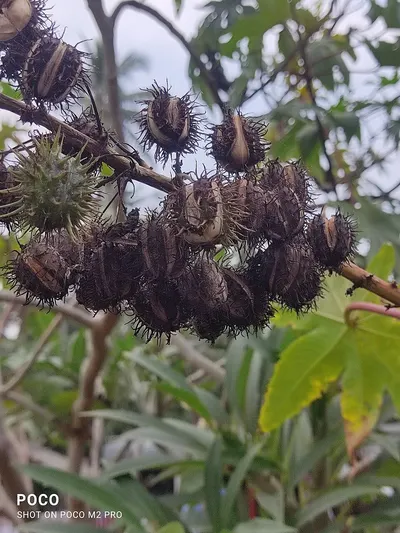 Nipah