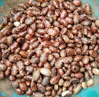 Suji Rawa Roasted