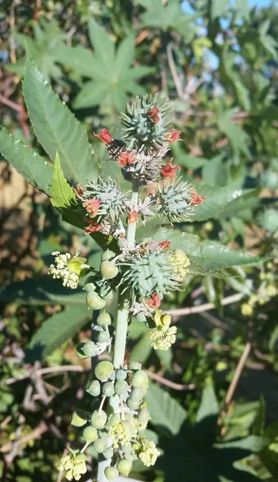 Thracian Forest Honey Polyfloral