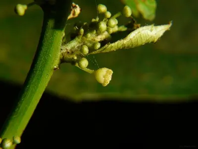 Castor Beans