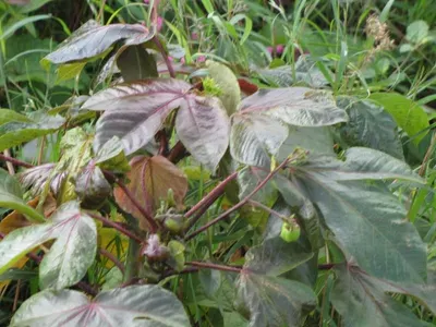 Syngonium