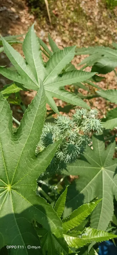 Ethiopia Castor Seed