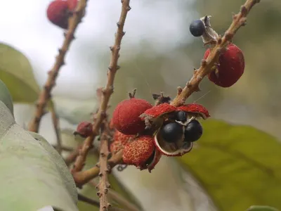 Guarana extract by Namaskar SAC