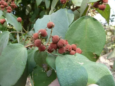 Opoponax (Commiphora guidotti)