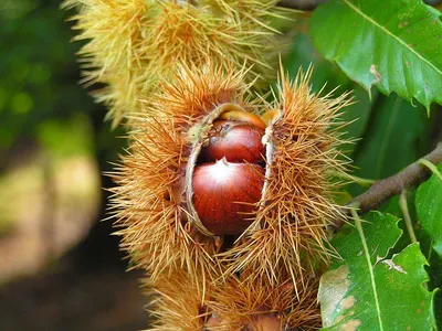 Horse chestnut P.E.