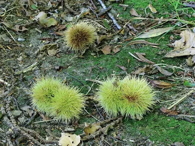 Rambutan