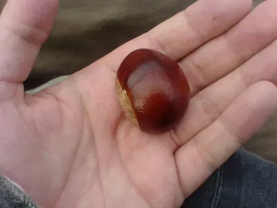 Small Onion
