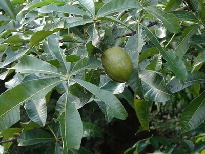 Jungle Juice Diamond 500L Guava by CV Lintas Tujuh Benua