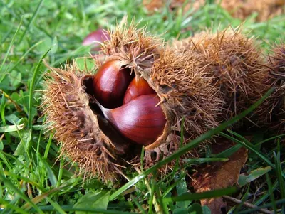 Nuts