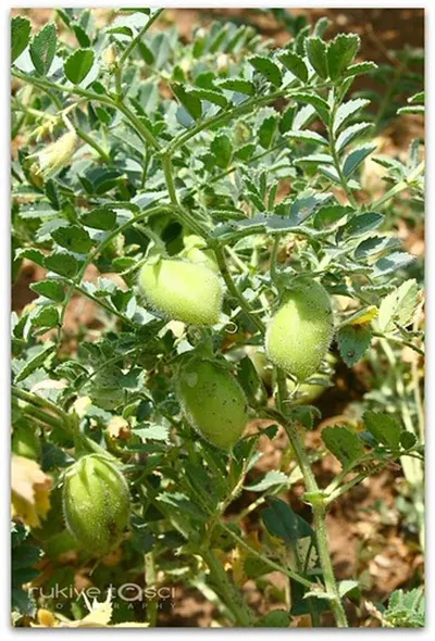 Bergamot Essential Oil