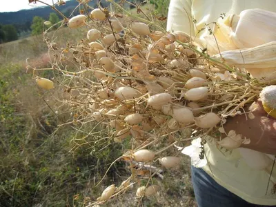 Desi Chana
