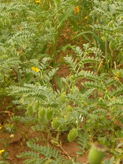 Moringa Leaves Dry And Fresh