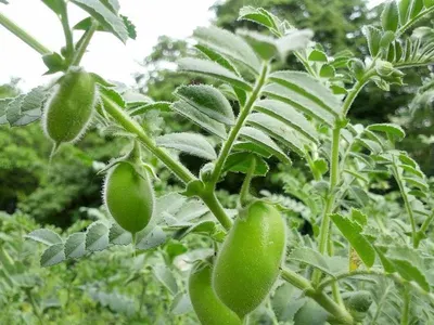 Tomato spirals plant support