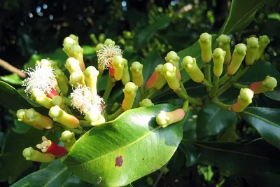 Horse Chestnuts Aesculus Hippocastanum by Fito-export PE