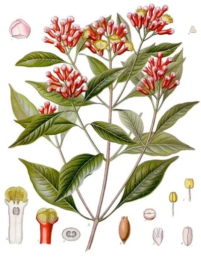 American ginseng extract