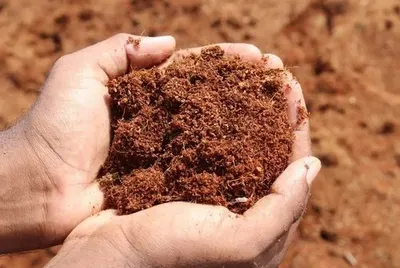 Bio Cocopeat