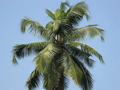 Palm olein
