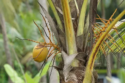 Cordyceps Militaris