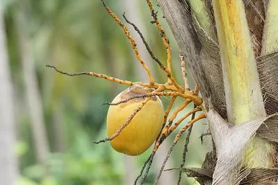 Gloden spider