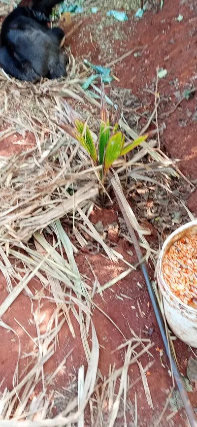 Wire Free Mulch Plant