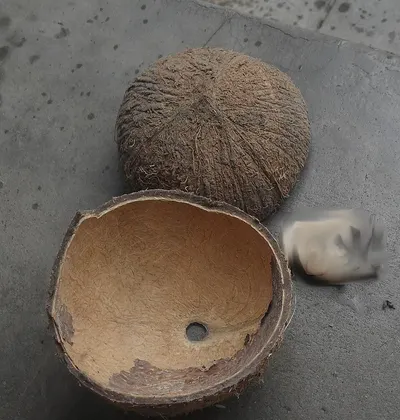 Elephant Yam