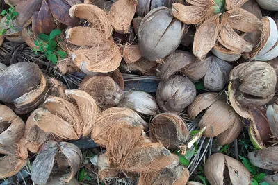 Dried Coconut Or Copra