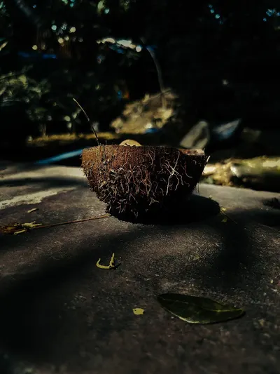Mushroom