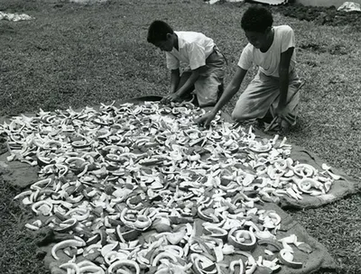 White Copra