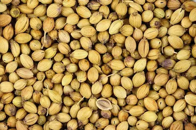 High Quality Raw Pistachio Nuts Wholesale by Cygnet International Holding (U) Ltd.