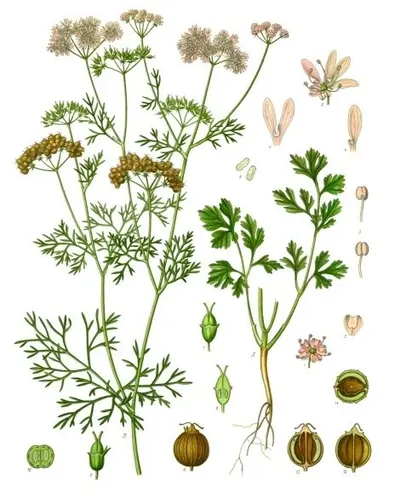 Herbs