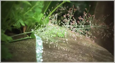 Hydrosols Water