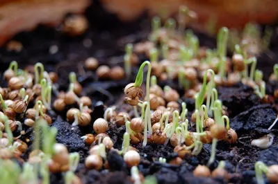 Seed germinator by Mercer Corporation