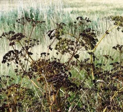 Wild Herbs