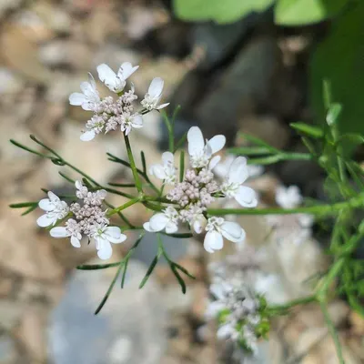 Kohila (lasia Spinosa)