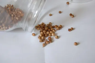 Coriander Seeds by M A Patel & Co.