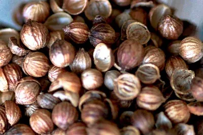 Coriander Seeds by Shri Shiv Exim Enterprises