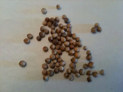 Coriander seeds