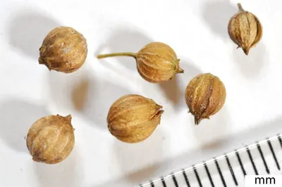 Cape Gooseberry by MC FooddIst LLC