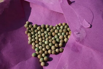 Green & Blue Peas