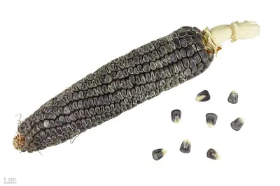Purple Corn Powder by Bio Montanas Food