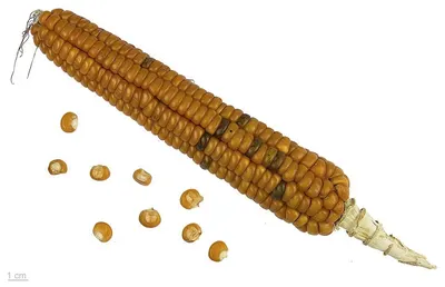 Mr. Hottest Twiscorn Snack 70gr Roasted Corn by CV Lintas Tujuh Benua