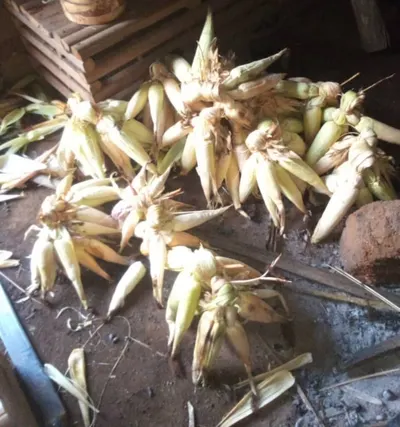 Dried Corn Cobs