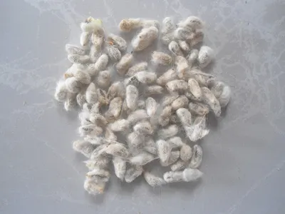 Cotton Spun Yarns raw white & Dyed