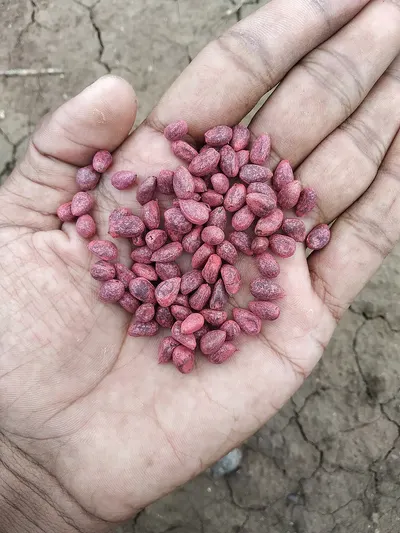 Red Speckled Kidney Beans Sugar